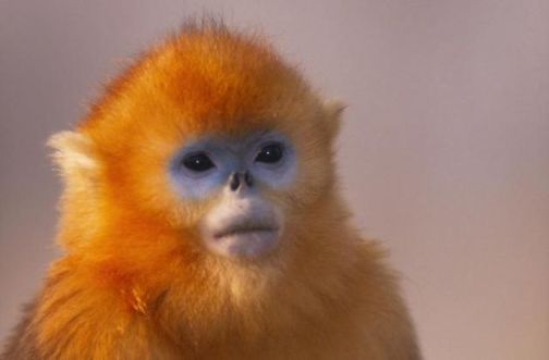 Conoce-al-mono-dorado-de-nariz-chata-uno-de-los-primates-mas-raros-del-mundo-1