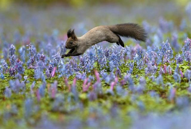 Una ardilla de Hokkaido corretea por el jardín de flores de Katakuri en Urausu, en la isla de Hokkaido (Japón) el 1 de mayo de 2014. Hokkaido alberga una variedad de animales curiosos. Varias especies en peligro de extinción cuentan con una protección especial en el país nipón. EFE/Kimimasa Mayama