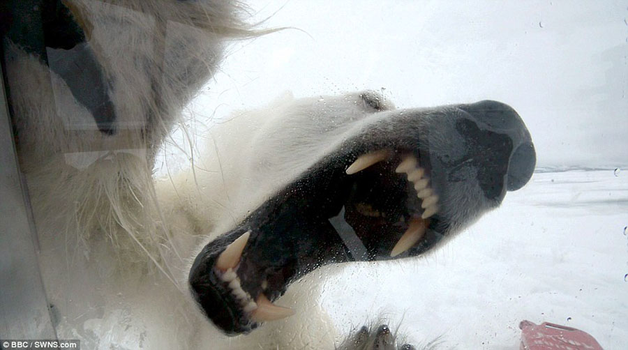 Impresionantes imágenes del ataque de un oso polar (Fotos y video)