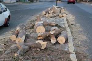 Voluntad Popular denuncia tala indiscriminada de árboles en Chivacoa