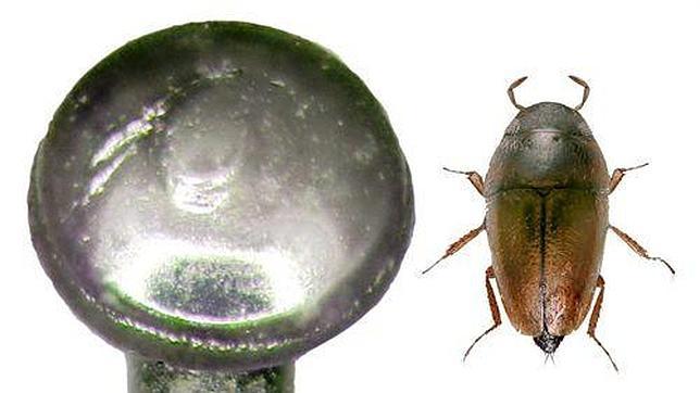 Un escarabajo más pequeño que la cabeza de alfiler (Foto)
