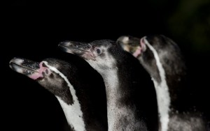 Pingüinos de Humboldt amenazados de extinción en Chile y Perú (Fotos)