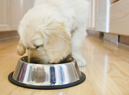 Llegó la escasez en alimentos para mascotas