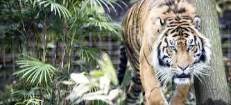 Rescatan a cinco indonesios amenazados por tigres en una jungla de Sumatra