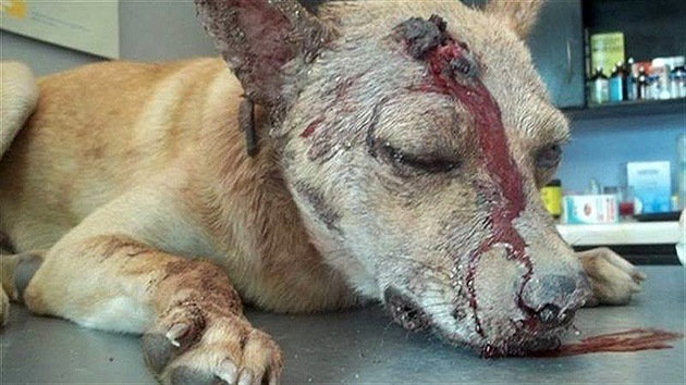 Un hombre golpea al perro de su exnovia por venganza