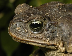 Sapos venenosos están arrasando con cocodrilos enanos de Australia