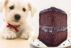 Diez alimentos que pueden matar a tu mascota