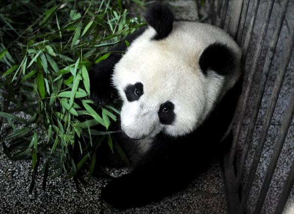 Préstamo de osos pandas causan discordia en Bélgica