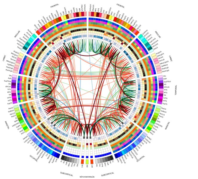 Nuevos mapas para visualizar las conexiones del cerebro