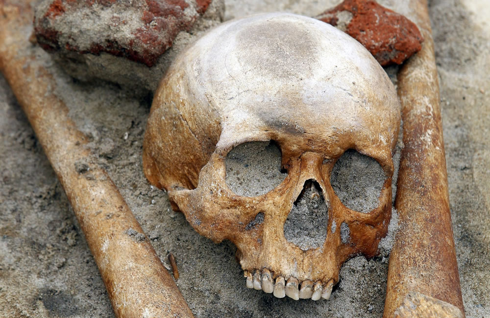 Cráneo de 1,8 millones de años pone en entredicho teoría de la evolución humana