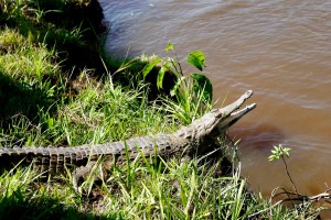 Un total de 45 caimanes del orinoco fueron liberados en Apure (Fotos)