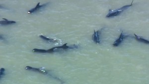 Manada de ballenas encallada en Florida (Video)