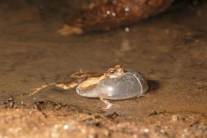 El canto del amor puede ser mortal para las ranas (Fotos)