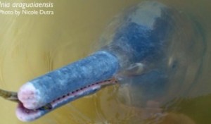 Hallan nueva especie de delfines en Brasil