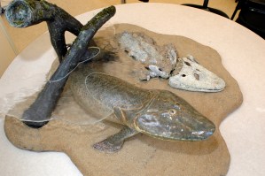 Hallan fósil de ancestro común entre peces y animales terrestres