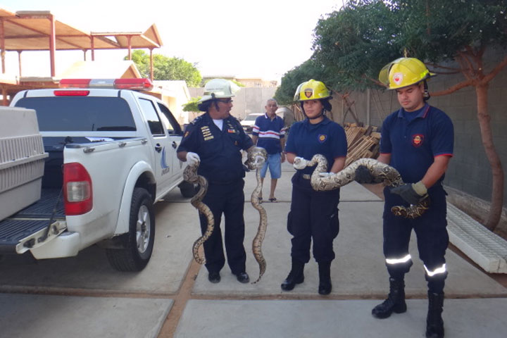 Atrapan a cinco “tragavenados” en una casa en Maracaibo (Fotos)