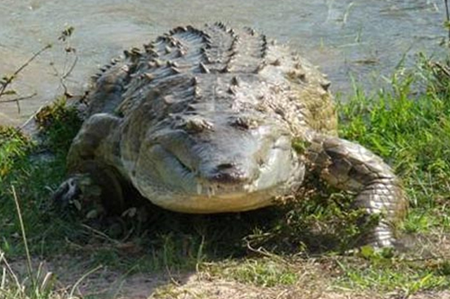 Atrapan a un caimán de 3 metros que mordió a hombre en Florida