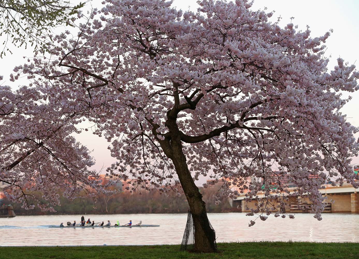 Después de un fuerte invierno, las flores de cerezo han alcanzado su punto máximo