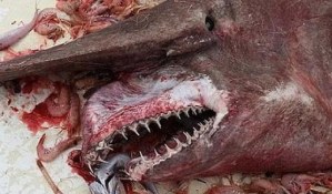Hallan un extraño y grotesco tiburón de seis metros en Florida