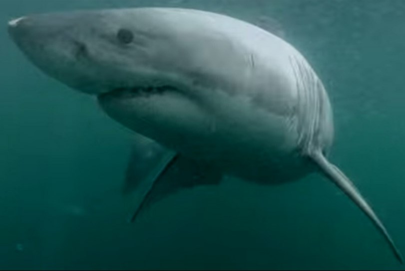 Borracho se lanzó a una piscina llena de tiburones y no creerás lo que pasó