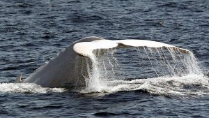 Avistan en Australia un raro ejemplar de ballena blanca