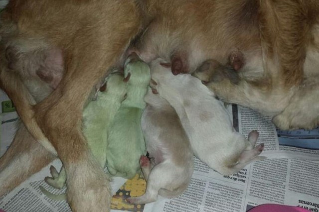 ¡Insólito! Una perra da a luz dos cachorros de color verde (Foto)