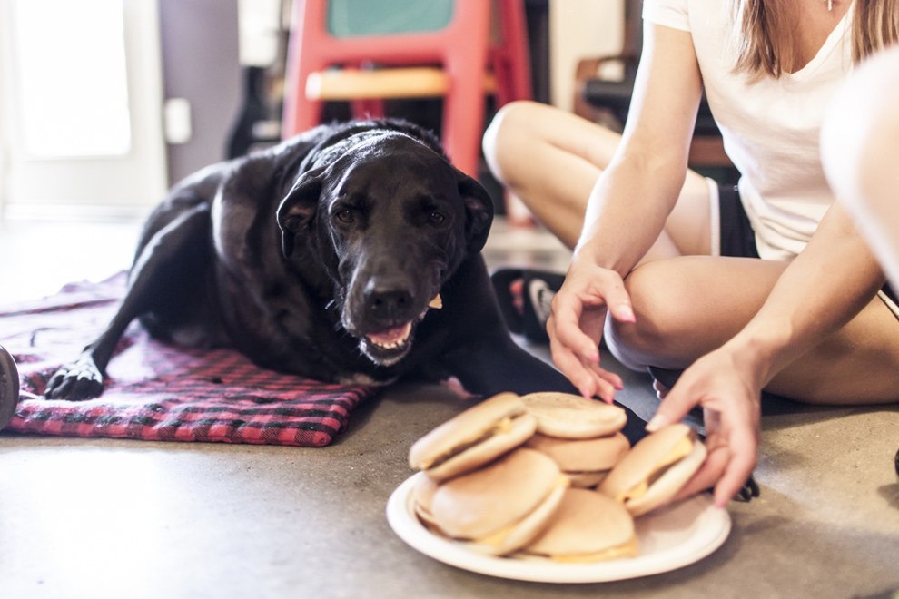 Familia retrata el último y feliz día de su perro (No se vale llorar)