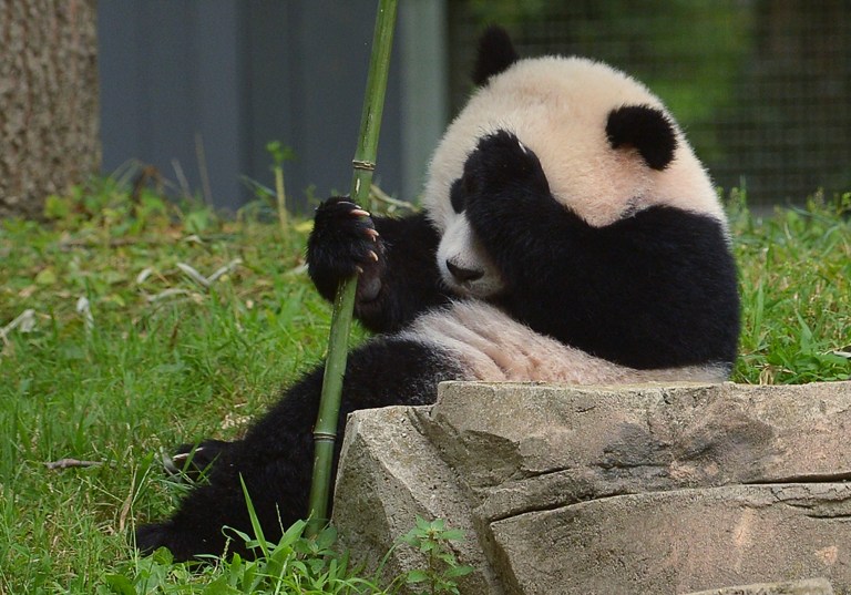 Momento histórico: Captan a oso panda “haciéndose el amor solito”