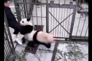Oso panda se aferra a pierna de su cuidador para que no lo abandone (Video)