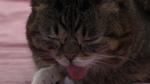 Cine para amantes de los gatos (Video)