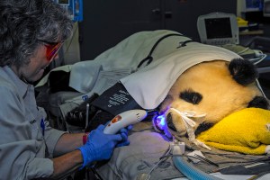 La panda gigante que va al dentista (Foto)