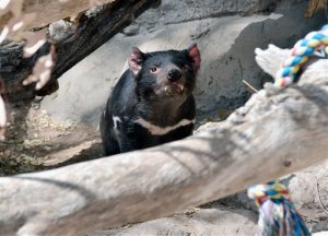 Matan a un demonio de Tasmania en el zoológico Nuevo México