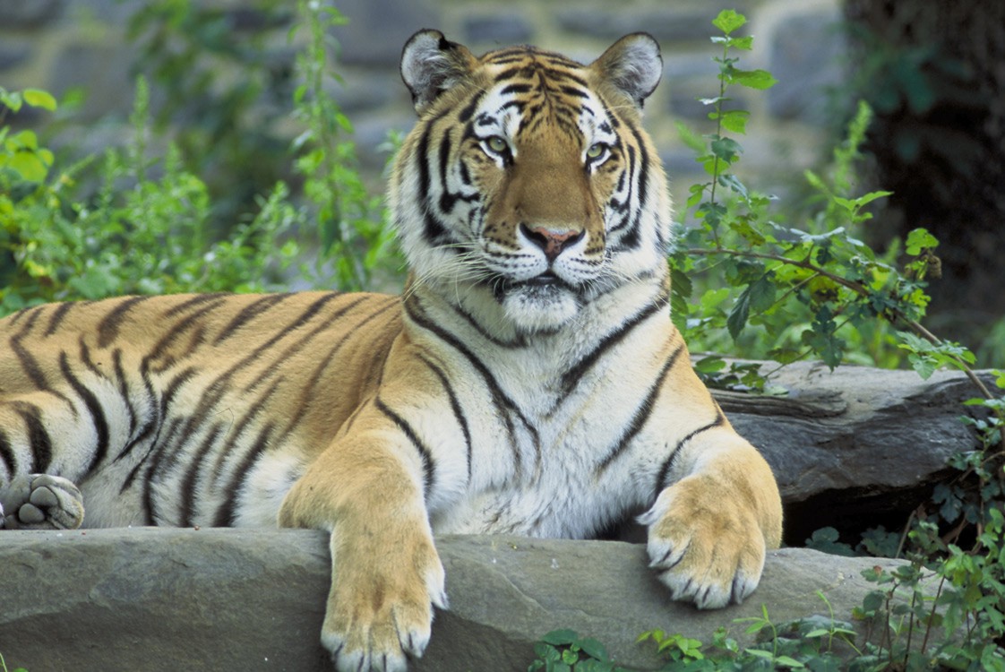 Se extravía tigre siberiano en el noreste de China