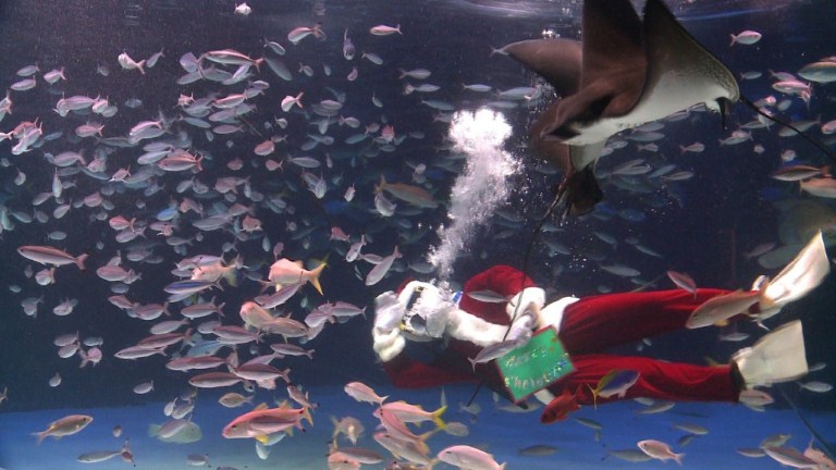 Papá Noel nada entre peces (Video)