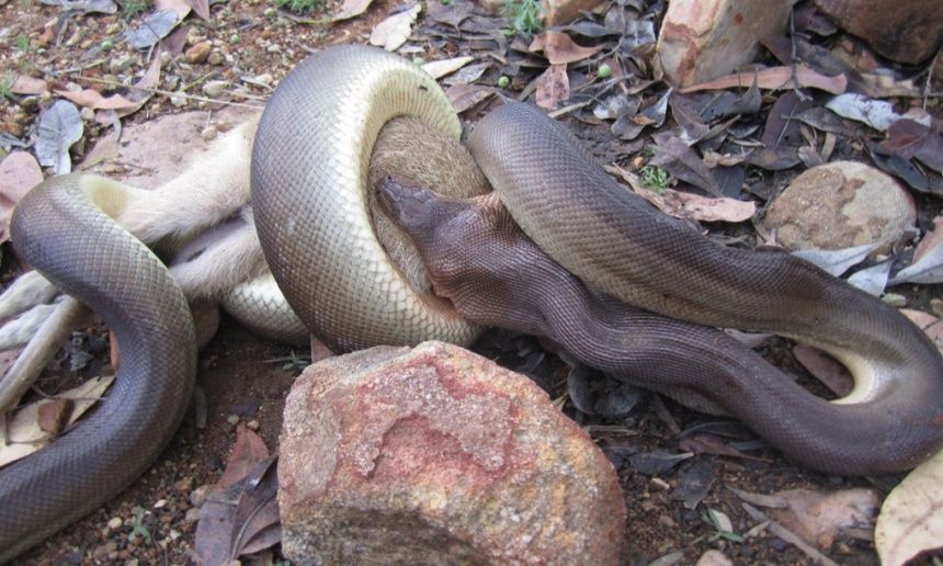 Una pitón se comió a un canguro (Foto)