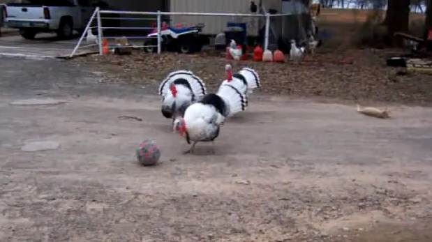 ¿Alguna vez has visto a tres pavos jugando fútbol? (Video)