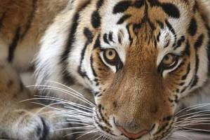 Alarma en la India por muerte de 41 tigres solo este año