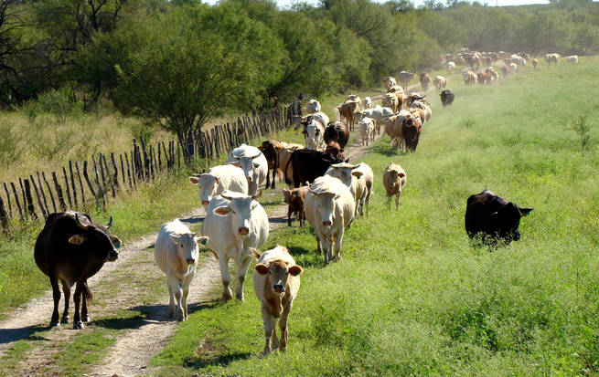 Cae un 40% la producción de ganado de carne en Lara