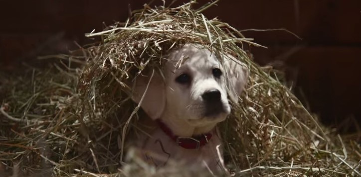 Un perro perdido protagoniza conmovedor spot preparado para el Super Bowl (Video)