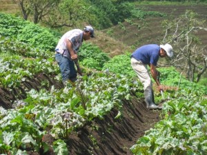 Establecen régimen laboral transitorio y obligatorio para el reimpulso del sector agroalimentario