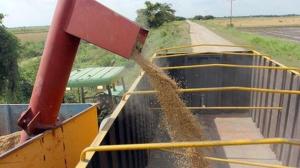 Guyana busca exportar arroz a Belice tras romper acuerdo comercial con Venezuela