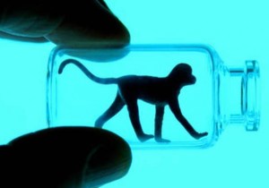 Nueva vacuna contra el ébola funciona en monos