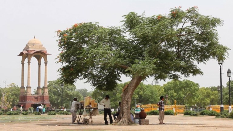 Más 800 muertos en India por ola de calor (Video)