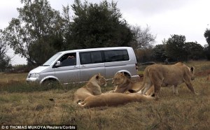 Bajó el vidrio en un safari y una leona se la comió (FOTOS)