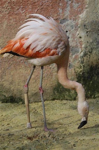 Flamenco recibe una pata artificial (Fotos)