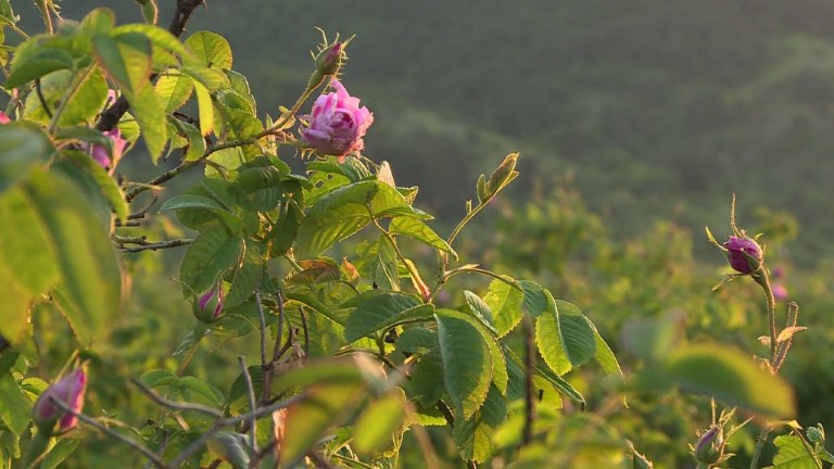 Bulgaria cosecha sus famosas rosas