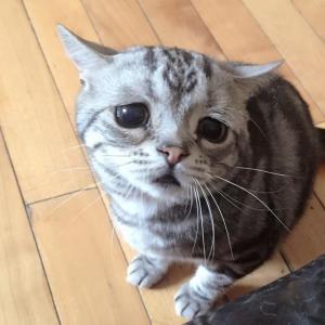 Conoce a Luhu, la gatita más triste del mundo (FOTOS+Aww)