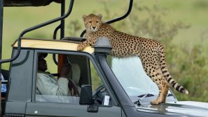 ¡WTF! Un guepardo subió al jeep en medio de un safari (Fotos)