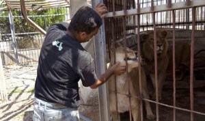 HORROR: Zoológico sacrifica animales para alimentar a otros