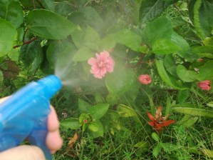 5 usos del bicarbonato de sodio para cuidar tu jardín